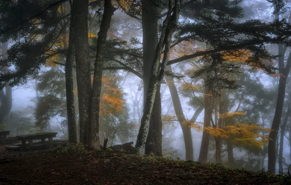 Autumn, forest, trees, branches, fog, Park, table, foliage