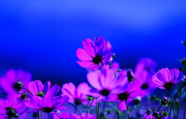 Picture field, summer, space, light, flowers, blue, background, glade
