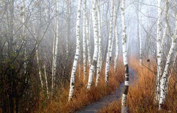 Nature, fog, trail, morning, track, birch, grove, birch