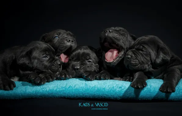Dogs, comfort, puppies