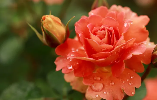 Picture drops, macro, flowers, orange, roses