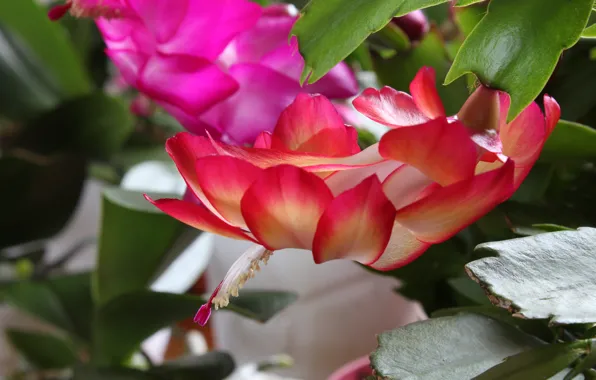 Flower, macro, flowers, tenderness, new year, petals, flowering, flower