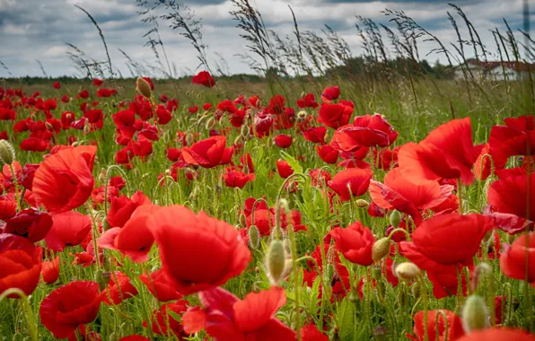 Summer, flowers, Maki, meadow, red, al, a lot, poppy field