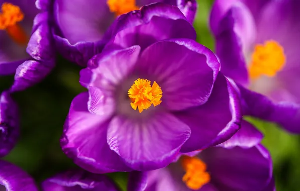 Macro, flowers, spring, petals, crocuses, primroses, lilac, Krokus