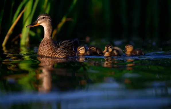 Water, birds, duck, Chicks