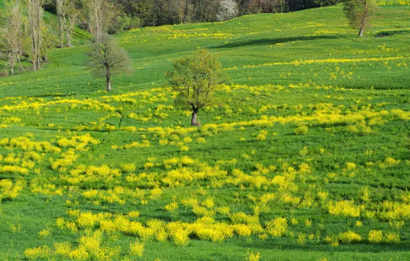 Greens, field, forest, grass, trees, hills, glade, spring