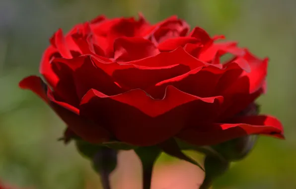 Flower, nature, rose, petals, red