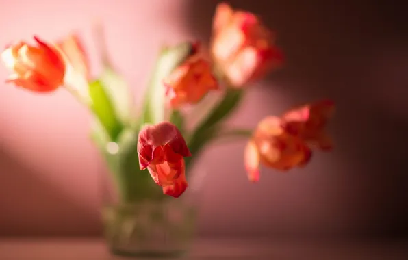 Picture light, flowers, background, tulips