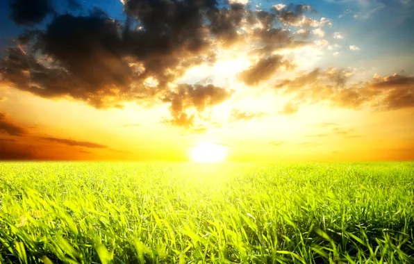 Picture field, the sky, grass, the sun, clouds, horizon, bright, dazzling