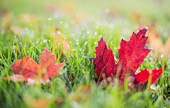 Picture greens, autumn, grass, leaves, macro, red, nature, background