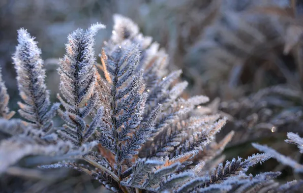 Frost, leaves, nature, plant