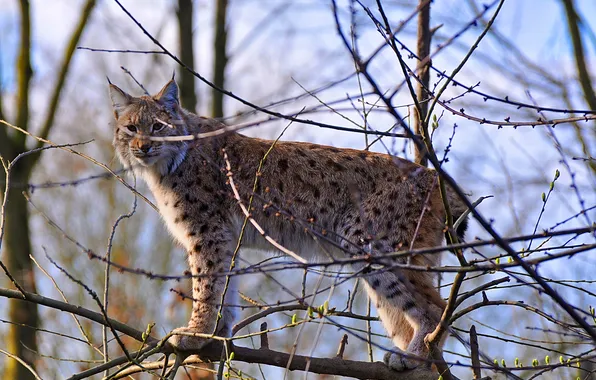 Picture look, branch, predator, lynx