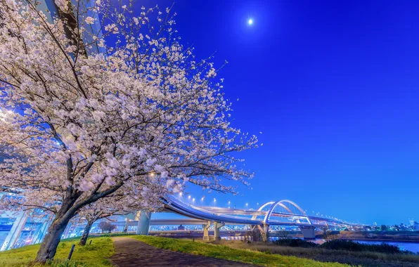 Night, bridge, lights, Japan, Sakura