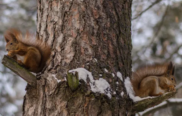 Winter, tree, wool, red, Proteins