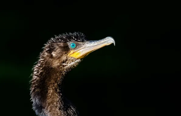 Bird, cormorant, Phalacrocorax brasilianus, Bigua