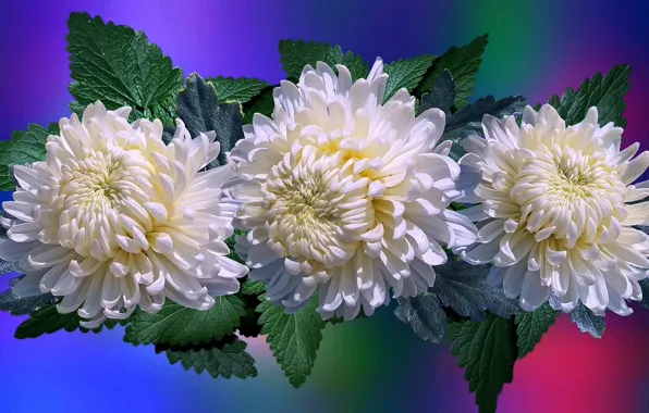 Flowers, white, chrysanthemum