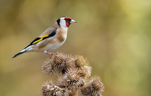 Picture bird, barb, goldfinch