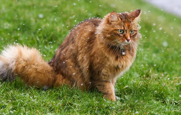Cat, snow, wool
