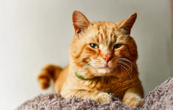 Cat, cat, look, pose, portrait, red, lies, fur