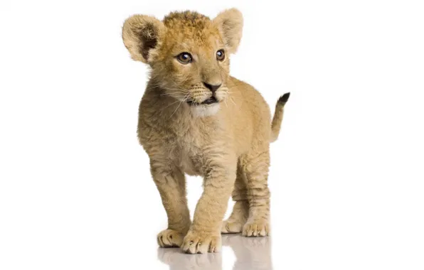 Picture Leo, lion, katenok