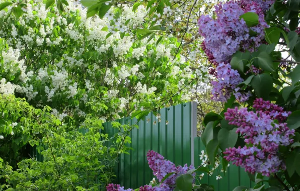 Picture white, flowers, lilac, spring 2018, Mamala ©