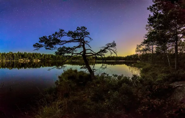 Trees, landscape, night, nature, lake, beauty