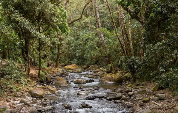 Forest, trees, nature, river, stones, stream
