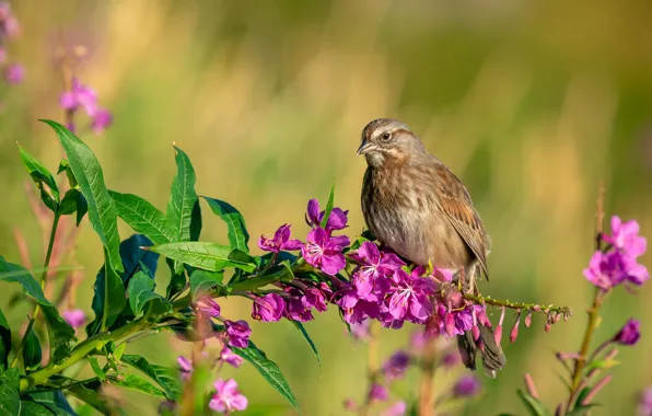 Picture summer, leaves, flowers, bird, pink, bird, green background, bokeh