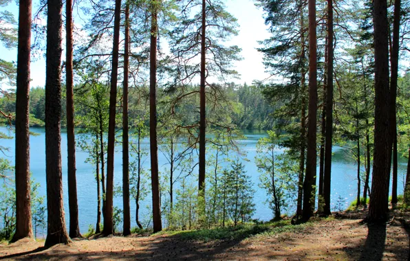 Picture Russia, lake, Leningrad oblast, Sapper, Valkjarvi, trees