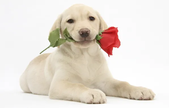 Flower, rose, puppy, Labrador Retriever, labrador retriever
