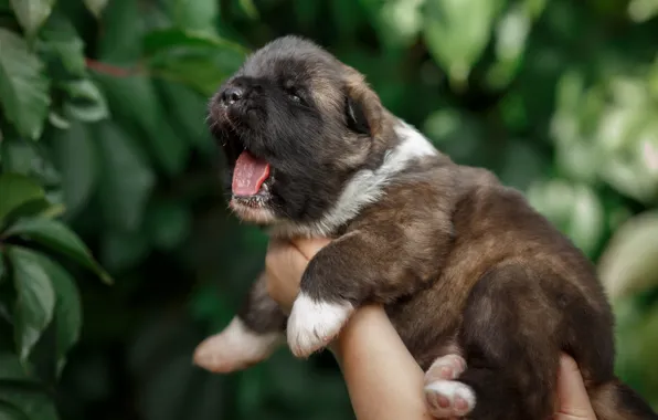 Puppy, yawns, baby