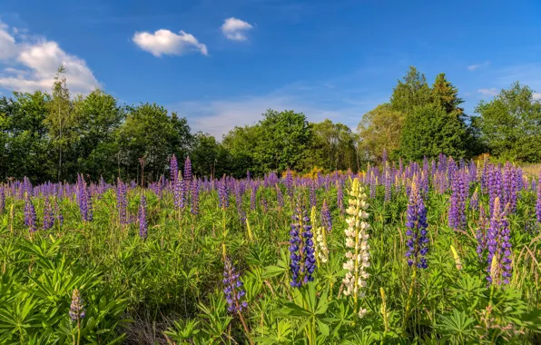 Picture field, summer, the sky, trees, flowers, blue, glade, meadow