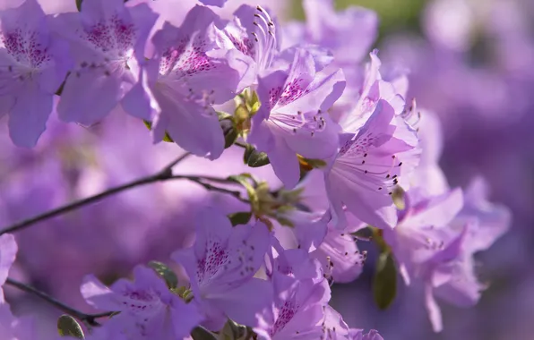 Macro, light, flowers, branch, spring, pink, flowering, lilac
