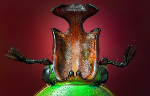Eyes, macro, nature, green, beetle, head, insect, antennae