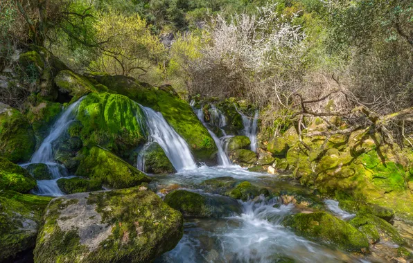 Picture forest, stream, stones, waterfall, moss, the bushes