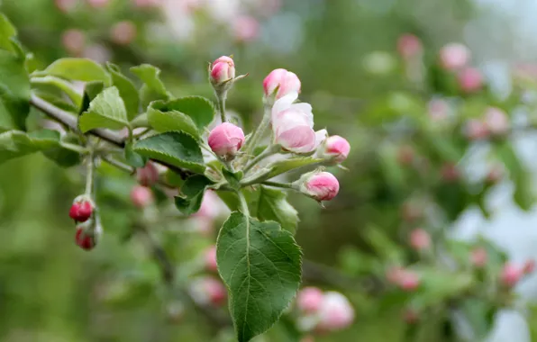 Picture Flowers, Buds, Flowers, Bokeh, Bokeh