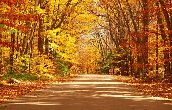 Picture road, autumn, forest, leaves, trees, Park, forest, road