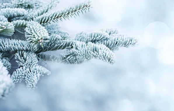 Frost, branches, nature, spruce, needles