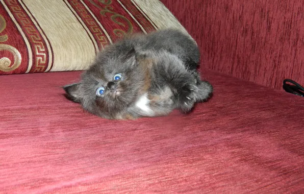 Kitty, black, small