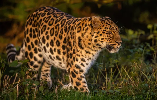 Grass, leopard, wild cat