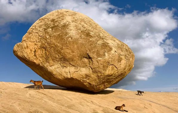 Animals, rock, stone, India, lump, Tamil Nadu, Mahabalipuram