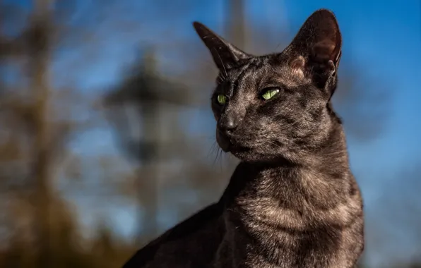 Cat, bokeh, Oriental cat