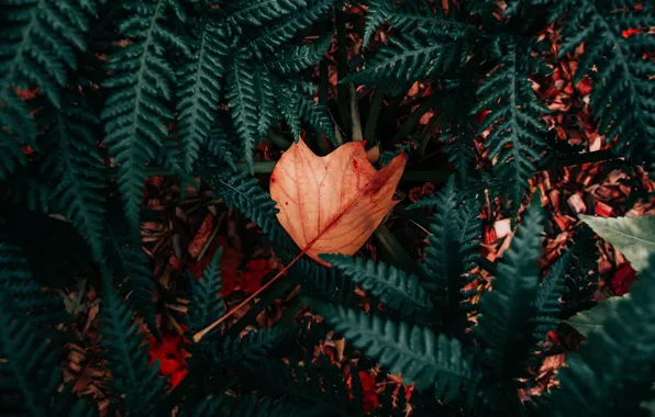 Picture leaves, nature, foliage, plant, dry, fern