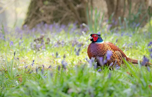 Picture grass, flowers, nature, bird, glade, spring, bells, pheasant