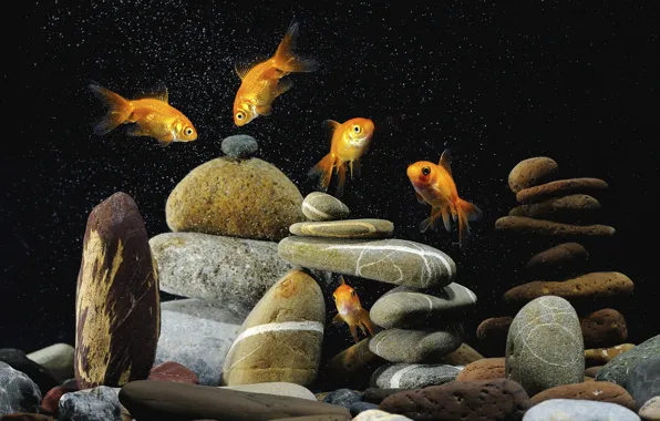 Background, black, colorful, pebbles, gold, fish, Five