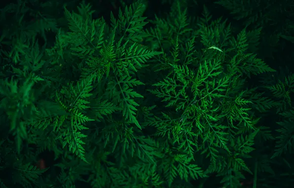 Greens, nature, Wallpaper, plant, wallpaper, picture, picture, vegetation