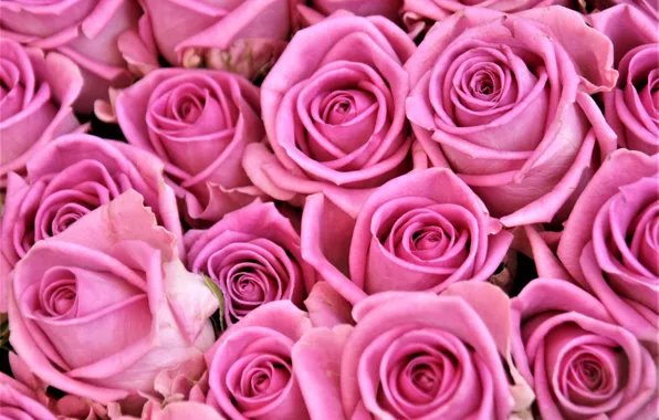 Picture roses, bouquet, pink, buds