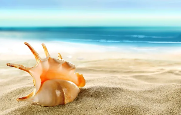 Sand, sea, beach, shell, beach, sea, sand, shore