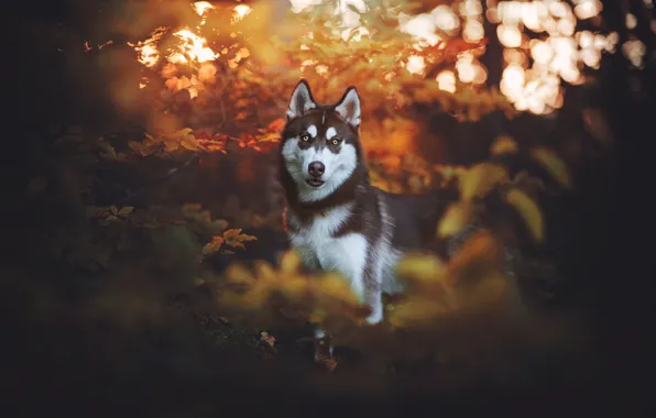Picture autumn, look, leaves, nature, the dark background, dog, husky, bokeh