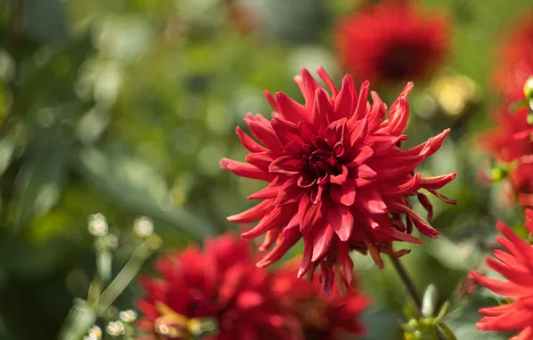 Flowers, garden, red, bokeh, dahlias